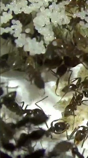 Large Linepithema humile Colony – Invasive Argentine Ants 🐜