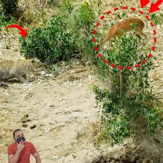 Jaguar's Silent Stalk - Incredible Hunting Skills! 🐆⚡