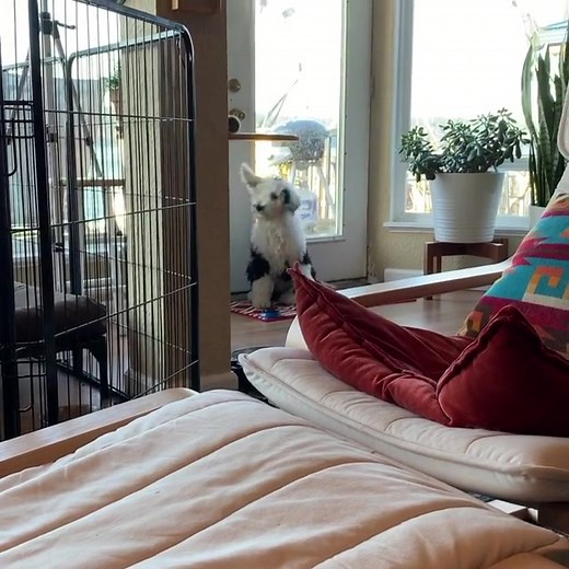 Bunny's First Button Press: A Proud Moment