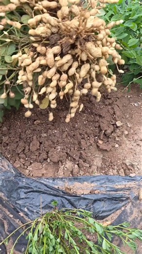 Peanut hilling with a unique twist #120daypeanuts #peanutfarming #weekendfarm #urbanfarmer