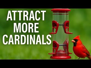 Best Bird Feeder of 2025 | Great for Cardinals & More