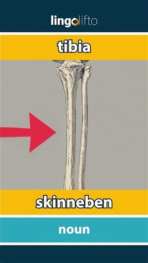 🇬🇧🇩🇰 tibia - skinneben : learn English : Lad os lære engelsk : vocabulary builder