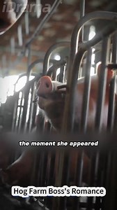 Watch More👉https://i.idrama.hk/s/LUBwdP 💥Disowned, He Raises Pigs: The Turn of Fate After his own brother stole his elite career and his family disowned him, Hugo left for a rural farm to raise pigs—where his destiny would begin anew. 🔍[DUBBED] Hog Farm Boss's Romance #iDrama #shortdrama #Counterattack #pigfarmer #DubbedSeries | IDrama - Stream Movies & TV