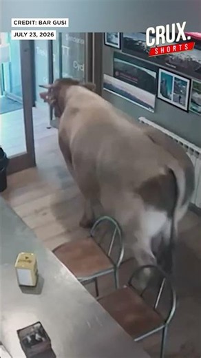 A Bull Walks Into A Bar...