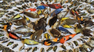 2016 FLAP Canada Bird Layout