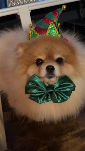 Christmas 2025 🌲🎅❤️🤩 #navidad #christmas #family #viral #paratiiiiiiiiiiiiiiiiiiiiiiiiiiiiiii