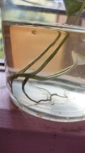 betta baby fish update more than 1month #aquarium #bettafrygrowth