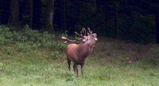 Brame du cerf: pourquoi crie-t-il? (vidéo) - Le JDE