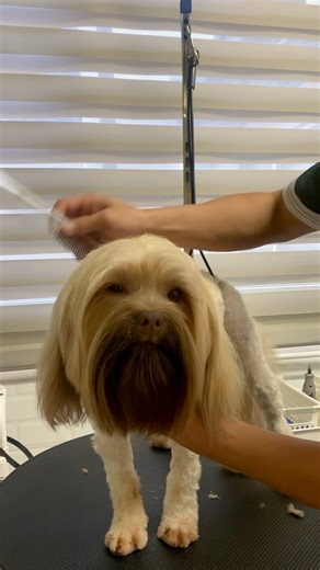 Bolonka Zwetna Haircut: Summer Cut FURSCLASS PET GROOMING - BACOLOD ⏰ We are Open Daily (9:00 AM - 6:00 PM) 📍Visit us at #58 Rizal Street, Brgy. 26, Bacolod City, Negros Occidental, 6100 Contact Us: ☎️ 435-9454 📱0977 731 2657 📱0969 021 3382 💵 We accept payment thru CASH, GCASH, BANK TRANSFER, DEBIT CARD and CREDIT CARD #fursclassco #fursclasspetgroomingbcd #fursclassbcd #petgrooming | Fursclass Pet Grooming & Supplies Bacolod