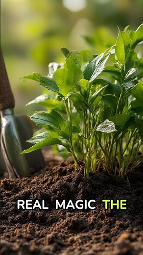 Turn Used Teabags Into Healthy Soil Boosters