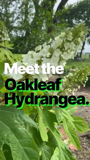 🍂 Oakleaf Hydrangea: The Secret to Year-Round Garden Magic!
