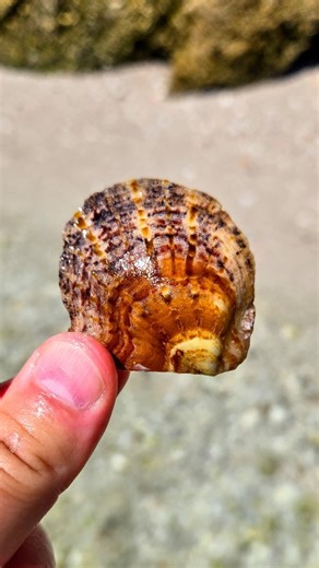 Drop a 💙 if you love Shelling! ⬇️ . I'm not sure I've ever found one of these before! . After taking a look in the seashell ID books, this is an Atlantic Pearl Oyster, not to be confused with the Atlantic Wing Oyster which has that more pronounced "wing". . I don't normally get so excited about bivalaves, but wow, These are absolutely stunning to see in person! 😍 . While you won't likely find as many shells during the summertime, you can still find some beauties by walking in the water! 💙 . H