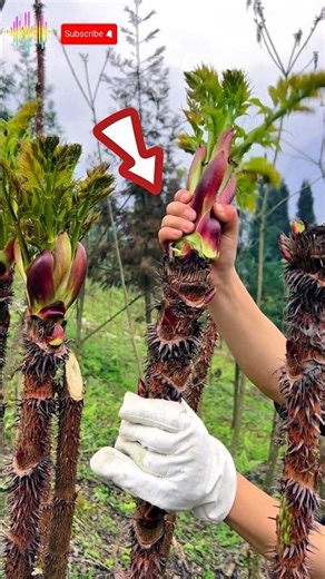 Taranome : This Spiky Tree Has an Edible Secret! 🌱#tedrush