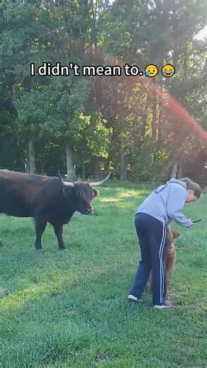 37K views · 734 reactions | Funny Cow The grazing cow was hilarious!#cow#fyp #funnyanimals#foryou#usa | Funny Pets | Facebook