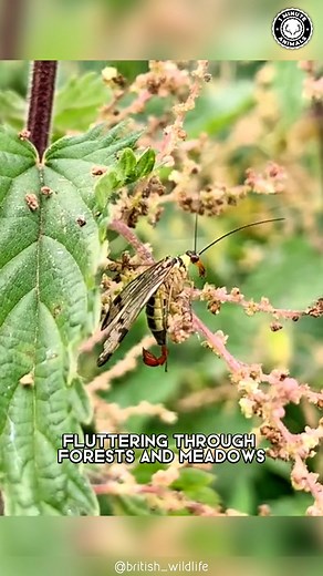 Scorpionfly 🦂 A Fly With a Scorpion’s Tail?! | 1 Minute Animals This bug looks ready to sting, but is it? Its unusual tail hides a surprising secret. You won’t believe what it’s really for. #scorpionfly #wildlife #nature #animalfacts | 1 Minute Animals