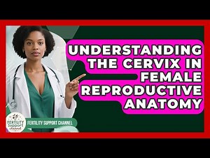 Understanding The Cervix In Female Reproductive Anatomy - Fertility Support Channel