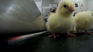 Disturbing footage shows what life is like as a newborn chick
