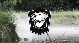 Because what's better in the training season than watching Labradors smash the water? #buildfromhere #boom #labsofinstagram #gundog #gohard #trainhard #training #sickforit #duckhunting #duckdog #blacklab #yellowlab | Cornerstone Gundog Academy