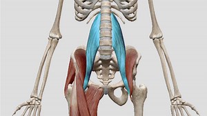 3 Easy Ways to Release Your Tight Psoas Fast - Learn Somatics