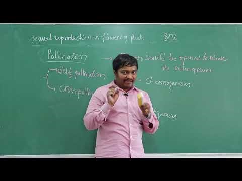 CBSE ICSE Boarding School & PU Science College in Davanagere POLLINATION {CLASS 4}