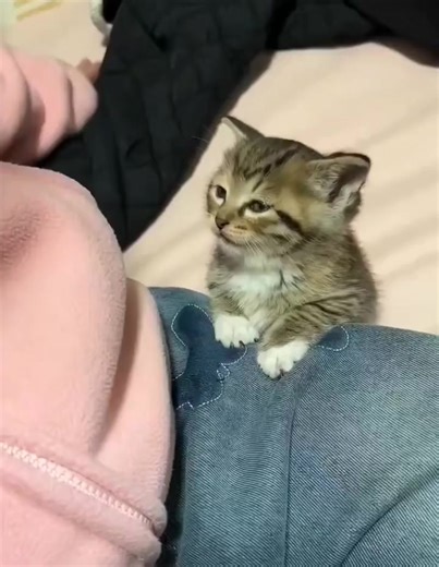 eepy cat 😹 | Daily Crypto