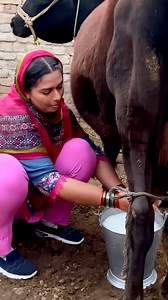Farming Life #Pakistan | Bangla Documentary