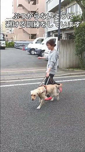 ■犬は通れても人はぶつかる～アイメイトの誘導訓練～【公式】公益財団法人アイメイト協会#shorts #アイメイト #盲導犬