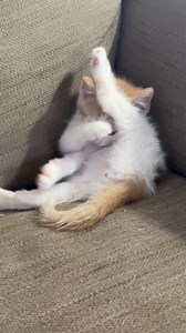 252K views · 4K reactions | If you have more than one boy cat… #cats #funnycatvideos | Justin Jones | Facebook