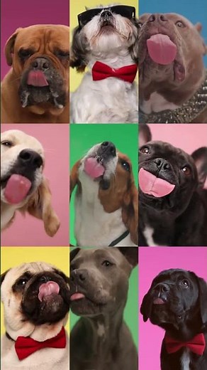 The Real Number of Dog Breeds (You’ll Be Shocked!)