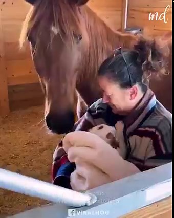 3.9M views · 338K reactions | Rescued horse meets newborn puppy for the first time 梁❤️ | MetDaan Animals | Facebook