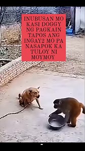 Nagalit tuloy si moymoy #funnydog #funnymonkey #viralreelschallenge | Cristina Balabag