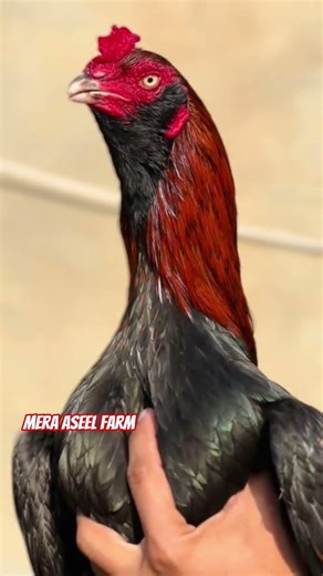 Aseel