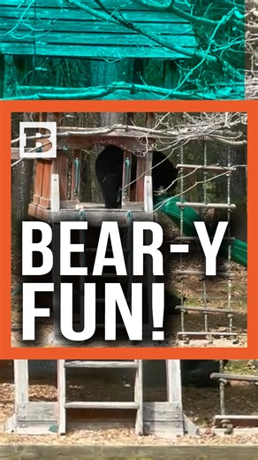 Bear-y fun! A child in Connecticut shrieked in laughter as a black bear rode down a playground slide after climbing up the ladder. | Breitbart