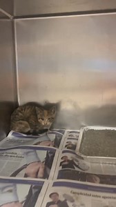 12K views · 1K reactions | TRANSFERRED TO NAWS URGENT - URI symptoms. Needs rescue tomorrow Tuesday 06/17 by 630p Robin - A295603 Female / 10-12 weeks old Stray from 3301 W 48th Pl Intake 06/16/25 Robin cane in as a sick stray. She seems to have some URI symptoms so she needs out tomorrow with rescue! ***************************************** Animals in this profile are available for rescue or adoption from Chicago Animal Care and Control | CACC Cats | Facebook