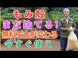 【絶対に失敗しない】99%の家庭菜園はこれを知らない。もみ殻、まだ捨ててる？タダで手に入る最強の土改良材、今すぐ畑に入れてください｜土づくり・もみ殻活用・家庭菜園