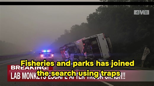 1.5K views | Truck Carrying Lab Monkeys Crashes on I-59 — 3 Still...