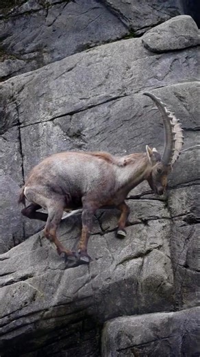 Ibex Goat Amazing Climbing Skills 😱 | Gravity Ko Challenge Karne Wali Bakri #wildlife