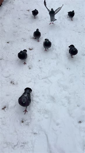 Pidgeon appreciation post #pidgeon