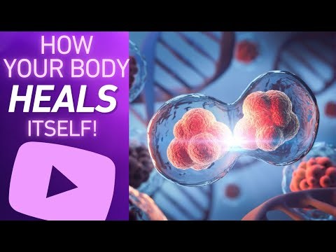 Your Body Rebuilds Itself Every Day—Here’s How. #CellularRegeneration #BodyHealing #HumanBody