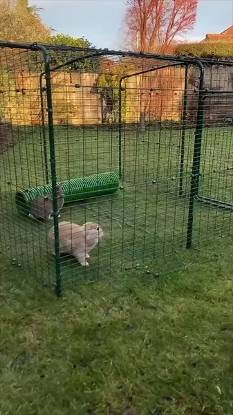 Wondering how rabbits reveal their emotions? We look at why bunnies binky. 🐰 | Omlet - Remarkable Pet Products