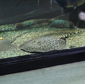 6.2K views · 52 reactions | Fort Worth Zoo on Reels | Facebook