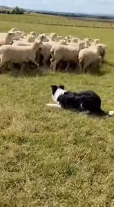 🌿🐑 Happy Herding: Border Collie in Action | Border collie
