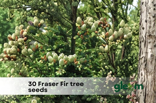 30 Fraser Fir Tree Seeds for Planting - Seeds - Etsy