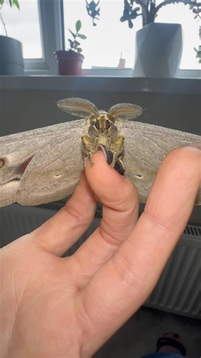Obviously he got it everywhere! #moths