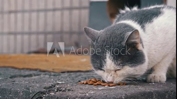 Gray and white cat intently feeds on a concrete slab, providing a glimpse into the resilience of city wildlife