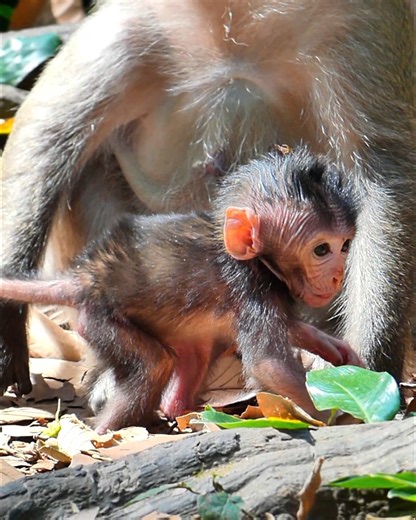 Adorable baby newborn keep walking around mom Jinx | Alien TV