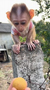 Baby monkey so cute 🥰 | Monkey BiBi