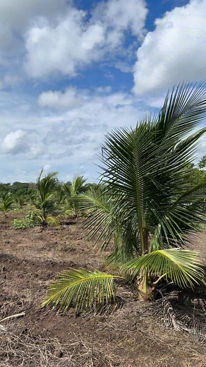 161K views · 3.6K reactions | Antes de cumplir los 2 años así se ve el coco enano brasileño con buen manejo agronómico #cocos #agricultura #agriculturelife | Ingeniero Encarnacion | Facebook