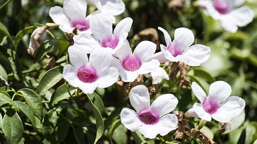 Características de la Bignonia blanca