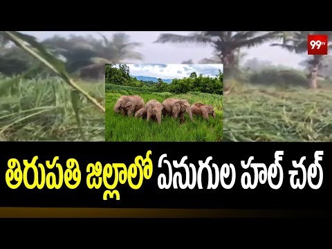 తిరుపతి జిల్లాలో ఏనుగుల హల్ చల్ ...| Elephants roam in Tirupati district || 99tv